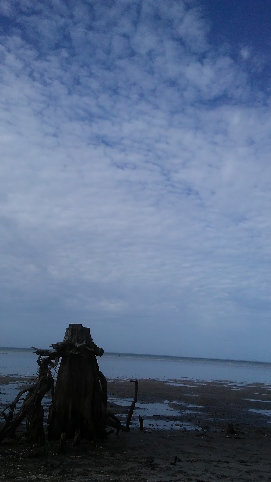 Burger King | restaurant | 601 Monument Ave, Port St Joe, FL 32456, USA | 8502628424 OR +1 850-262-8424