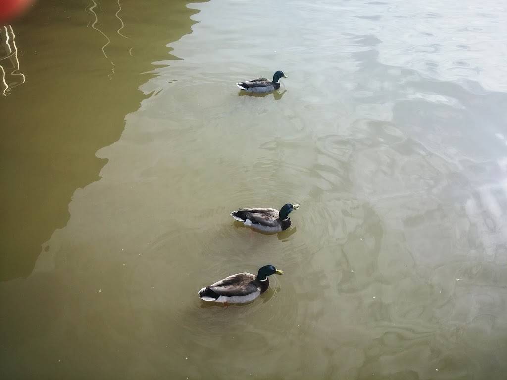 Bucksaw Resort & Marina | restaurant | 670 SE 803 Rd, Clinton, MO 64735, USA | 6604773900 OR +1 660-477-3900