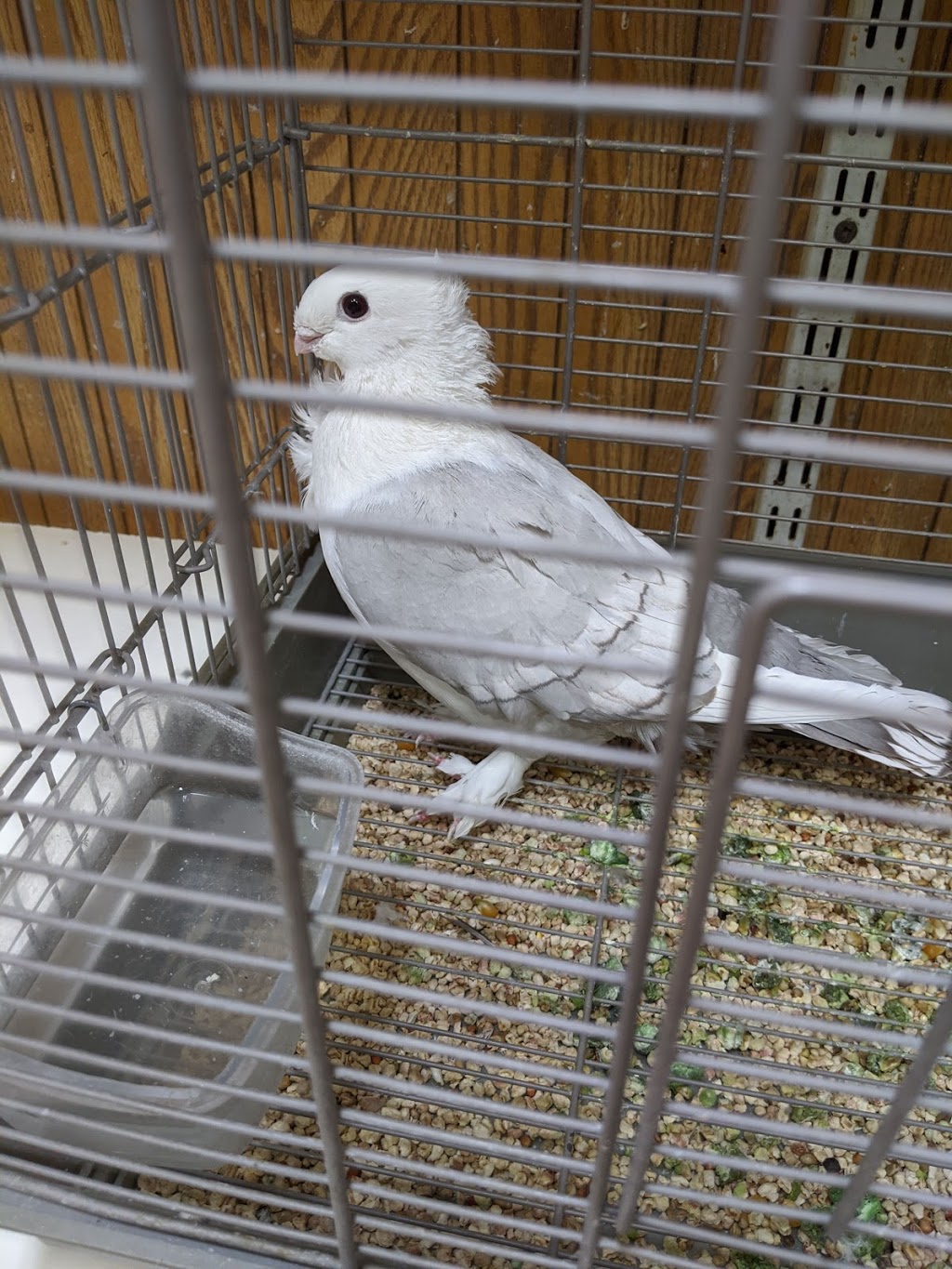 Belmont Feed & Seed | restaurant | 3036 W Belmont Ave, Chicago, IL 60618, USA | 7735881144 OR +1 773-588-1144