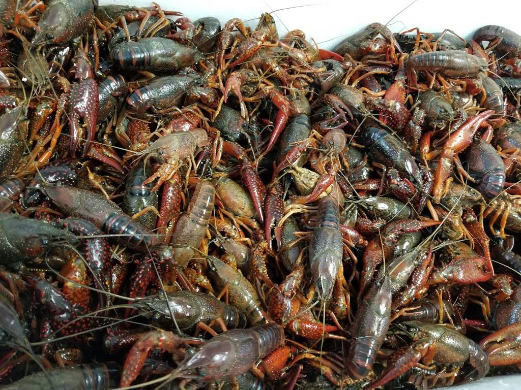 Ocean Seafood Market & Restaurant | restaurant | 2150 Fowler St #110, Fort Myers, FL 33901, USA | 2396724082 OR +1 239-672-4082