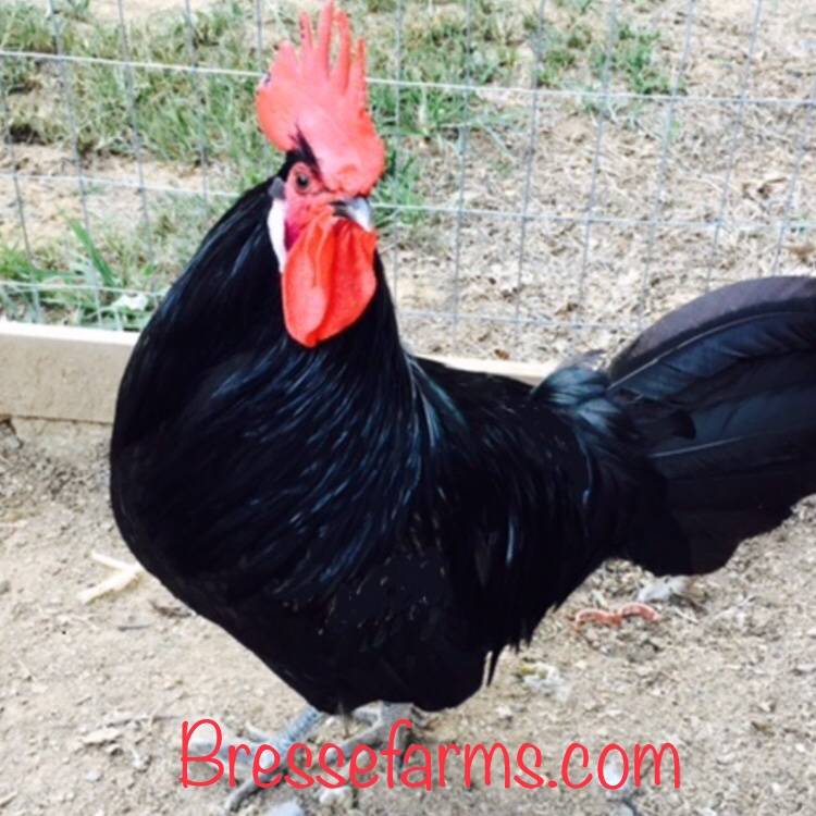 Bresse Farms | restaurant | 1953 MS-345, Pontotoc, MS 38863, USA | 6628715789 OR +1 662-871-5789