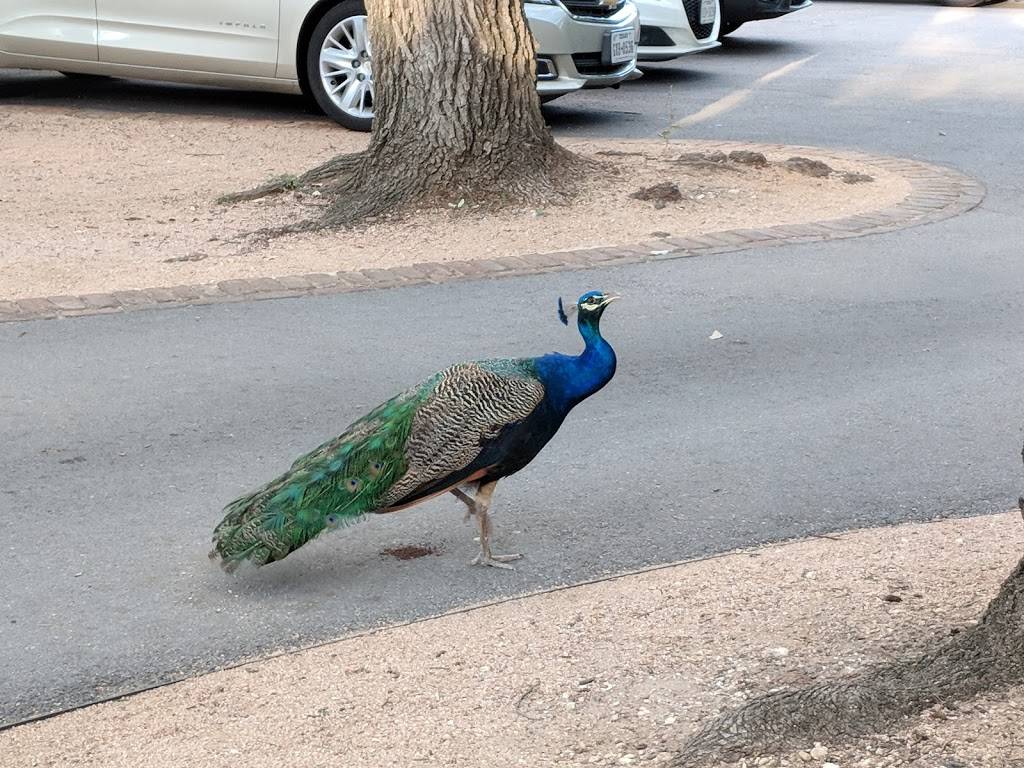 Matties | restaurant | 811 W Live Oak St, Austin, TX 78704, USA | 5124441888 OR +1 512-444-1888