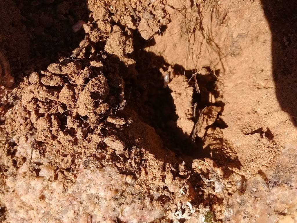 Wendys | restaurant | 17218 E Shea Blvd, Fountain Hills, AZ 85268, USA | 4808372551 OR +1 480-837-2551