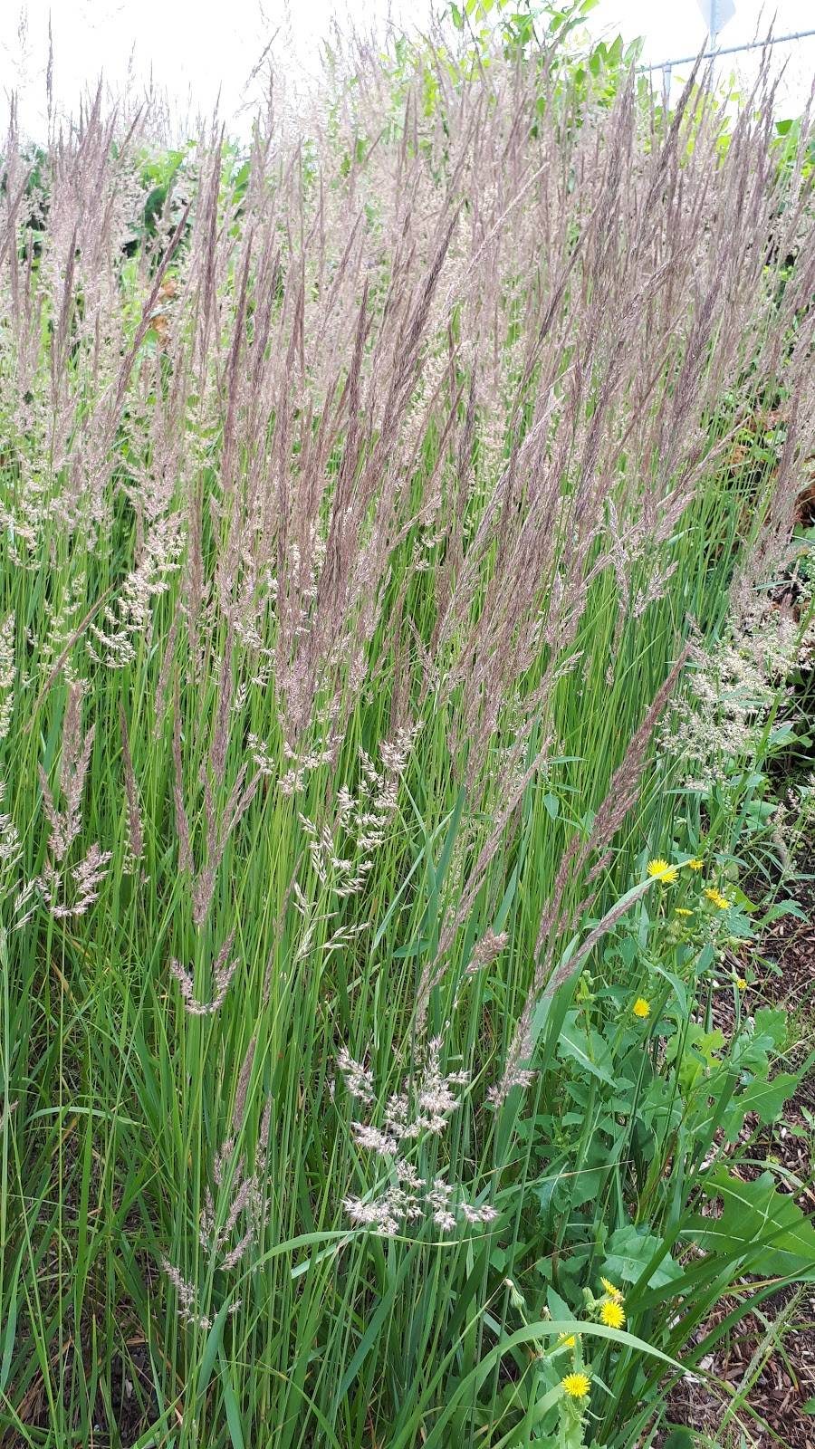 Subway | restaurant | 544 Avenue Ampère, Laval, QC H7N 5H6, Canada | 4509752227 OR +1 450-975-2227