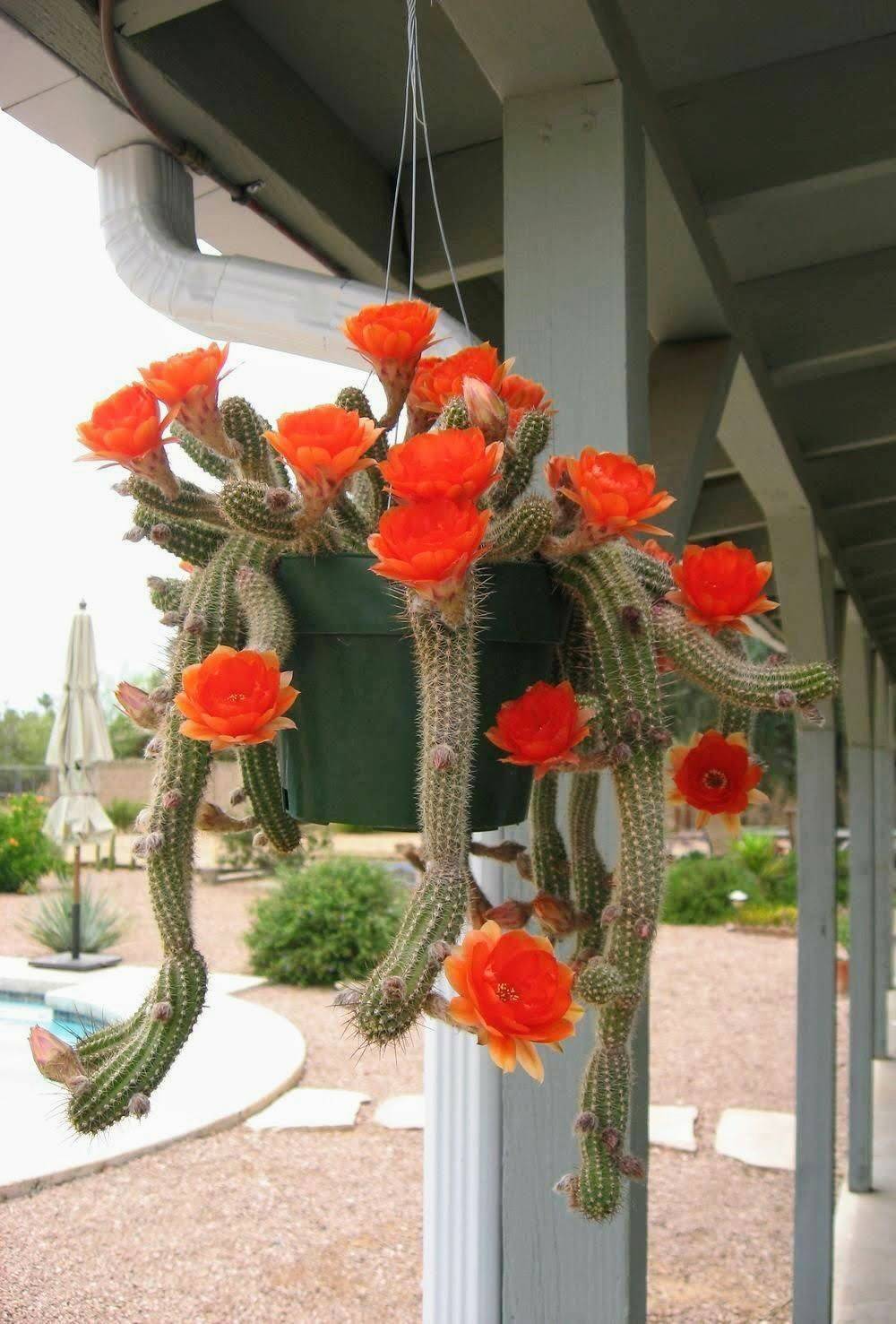 Tacos El Primo | restaurant | 19059 W Valley Blvd, Bloomington, CA 92316, USA | 9098774828 OR +1 909-877-4828