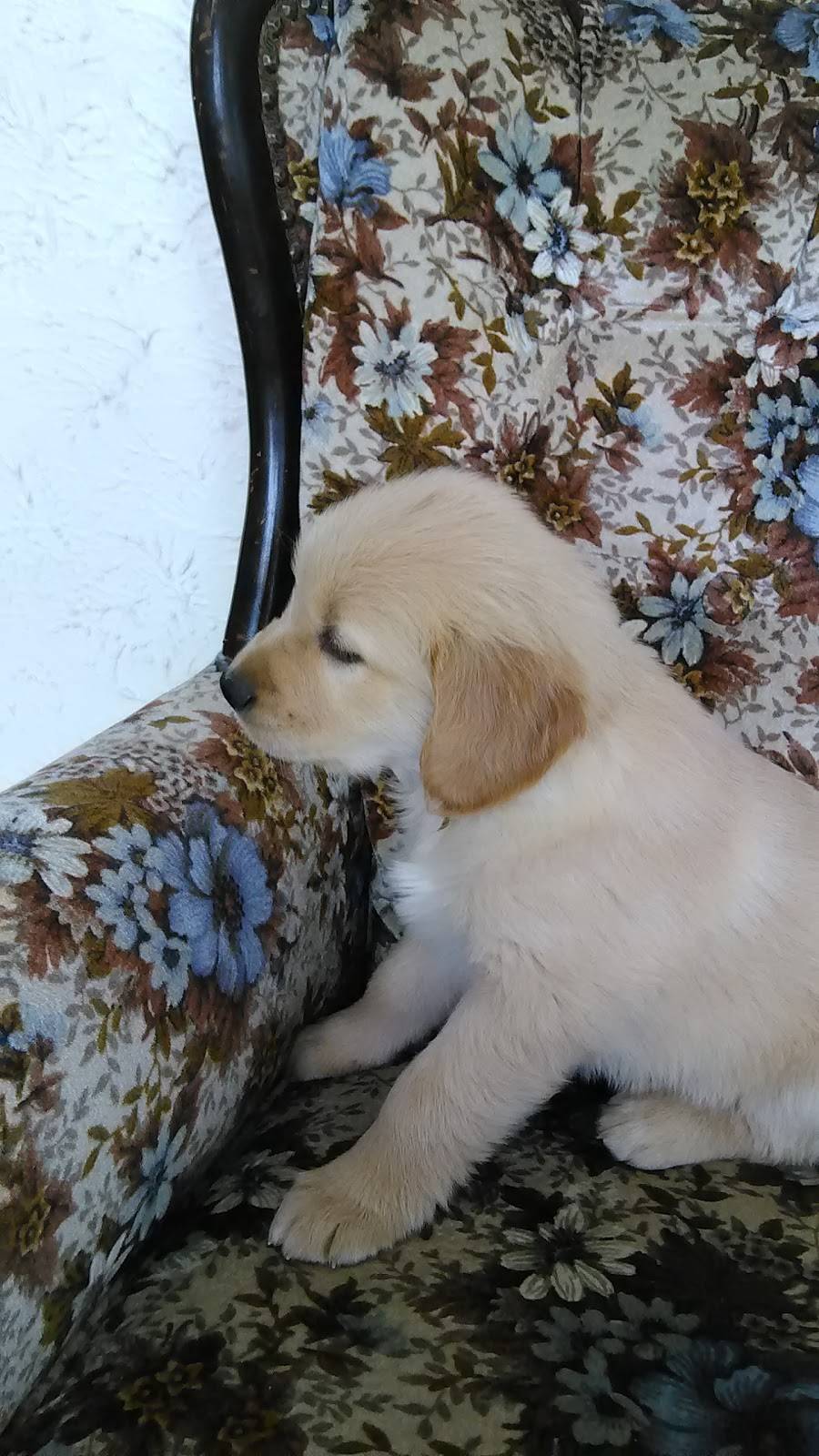 Westfalls Family Restaurant | restaurant | 18148 Mahoning Ave, Lake Milton, OH 44429, USA | 3306545884 OR +1 330-654-5884