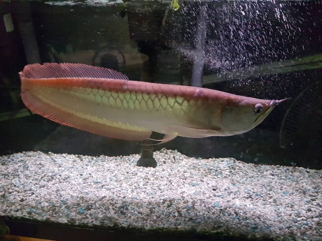 Lucky Restaurant | restaurant | 229 Hamilton Rd, London, ON N5Z 1P9, Canada | 5194336191 OR +1 519-433-6191