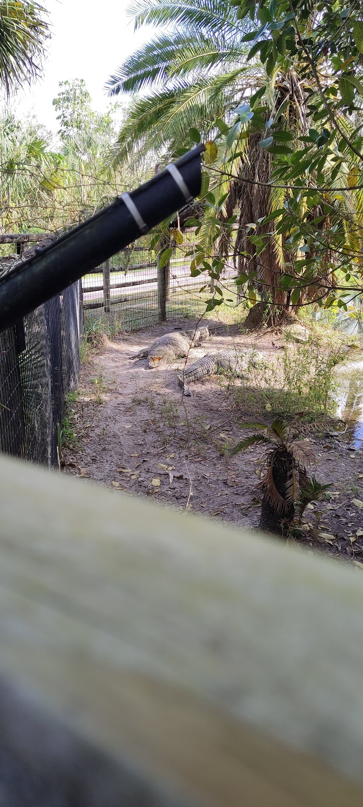 Swamp Water Cafe | restaurant | 30000 Gator Tail Trl., Clewiston, FL 33440, USA | 8639836491 OR +1 863-983-6491