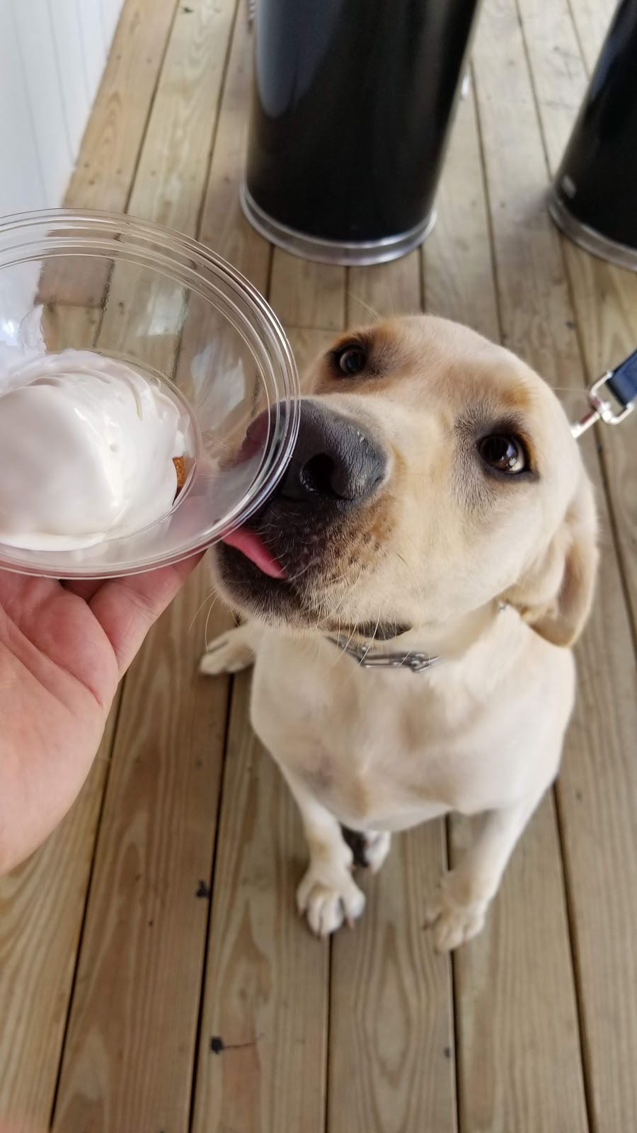 Ritas Italian Ice & Frozen Custard | restaurant | 7878 US-80, Savannah, GA 31410, USA | 9123358096 OR +1 912-335-8096