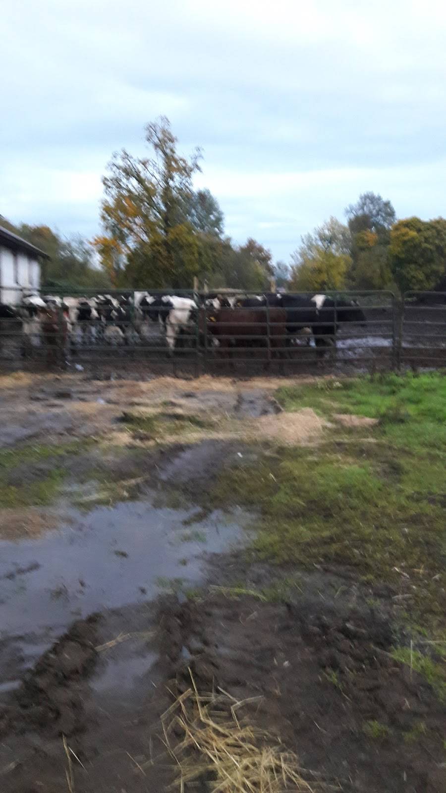 Osborn Dairy | restaurant | 1021 WA-6, Chehalis, WA 98532, USA | 3607487000 OR +1 360-748-7000