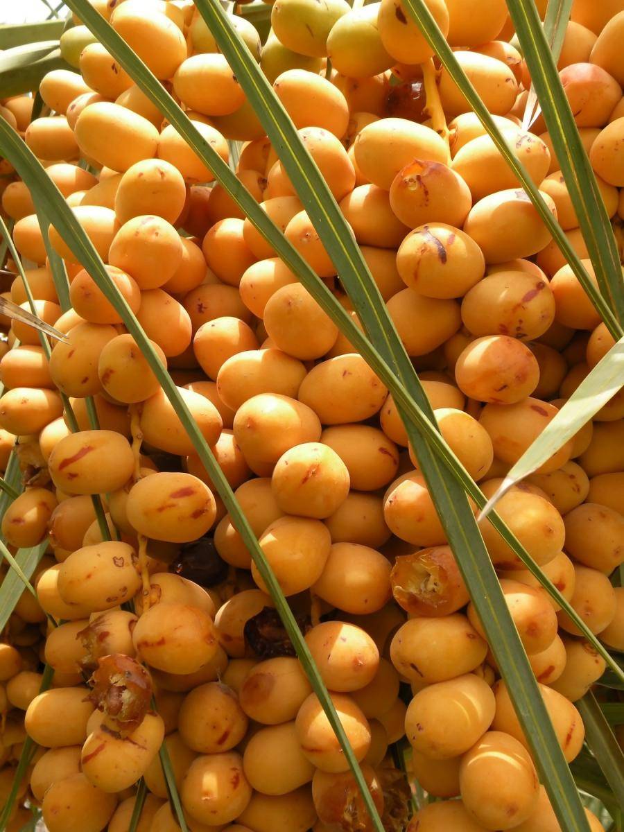 Seafane LLC سيفين المصري | restaurant | 115 E St Georges Ave, Roselle, NJ 07203, USA | 9082451150 OR +1 908-245-1150