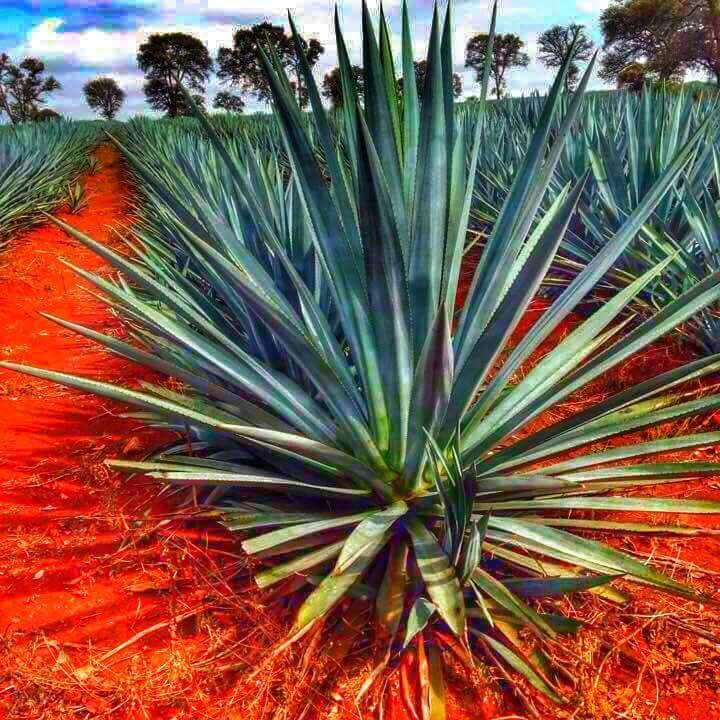 Los Gallos Mexican Grill | restaurant | 921 Brazosport Blvd S, Clute, TX 77531, USA | 9792668611 OR +1 979-266-8611