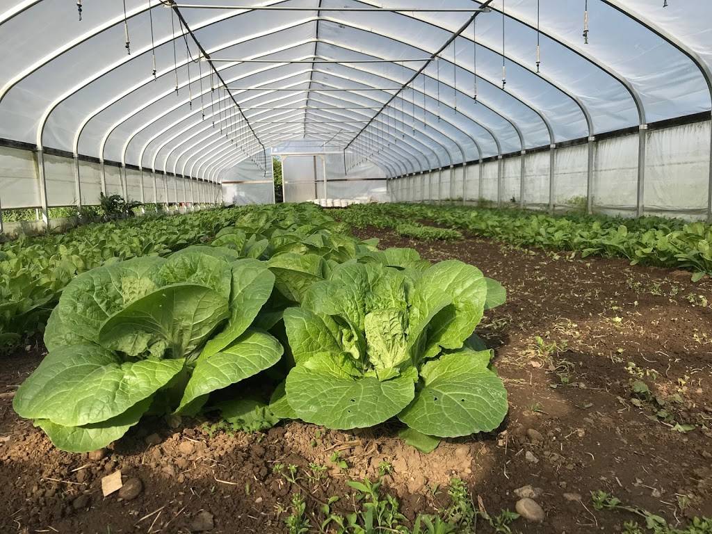 Carriage House Farm Market | restaurant | 2872 Lawrenceburg, North Bend, OH 45052, USA | 5134670096 OR +1 513-467-0096