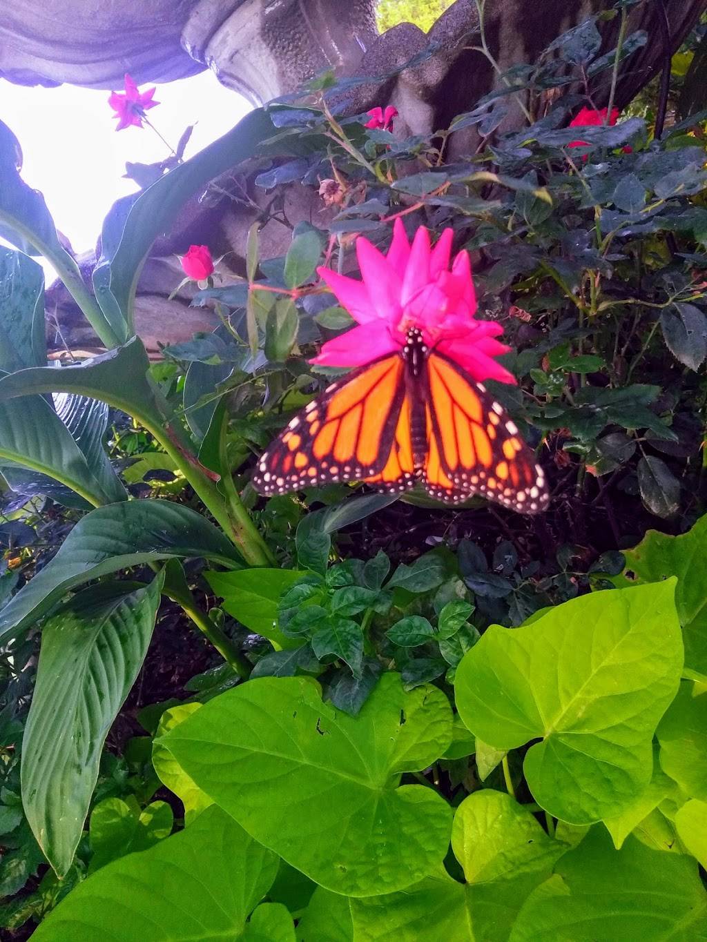 Sorrento Restaurant & Banquet Hall | restaurant | 2488 Parkman Rd NW, Warren, OH 44485, USA | 3303934076 OR +1 330-393-4076