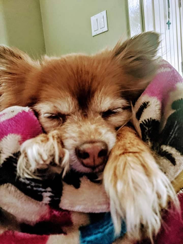 Subway | meal takeaway | 6932 N Mesa St, El Paso, TX 79912, USA | 9155852782 OR +1 915-585-2782