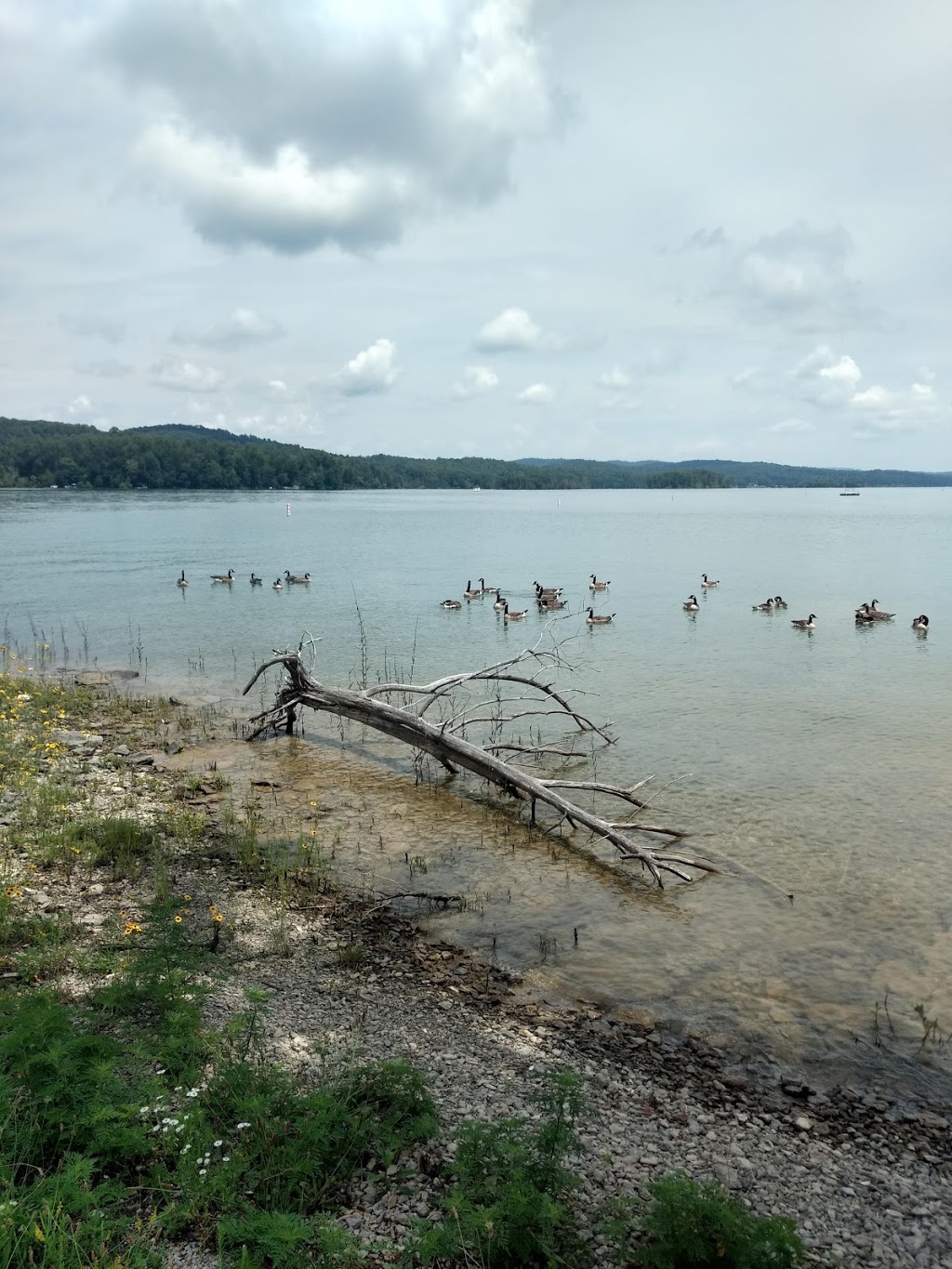 Waterside Marina | restaurant | 408 Dock Rd, Andersonville, TN 37705, USA | 8654949649 OR +1 865-494-9649