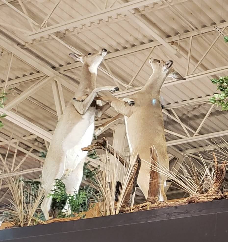 Wendys | restaurant | 1904 Jackson Ave W, Oxford, MS 38655, USA | 6622349207 OR +1 662-234-9207