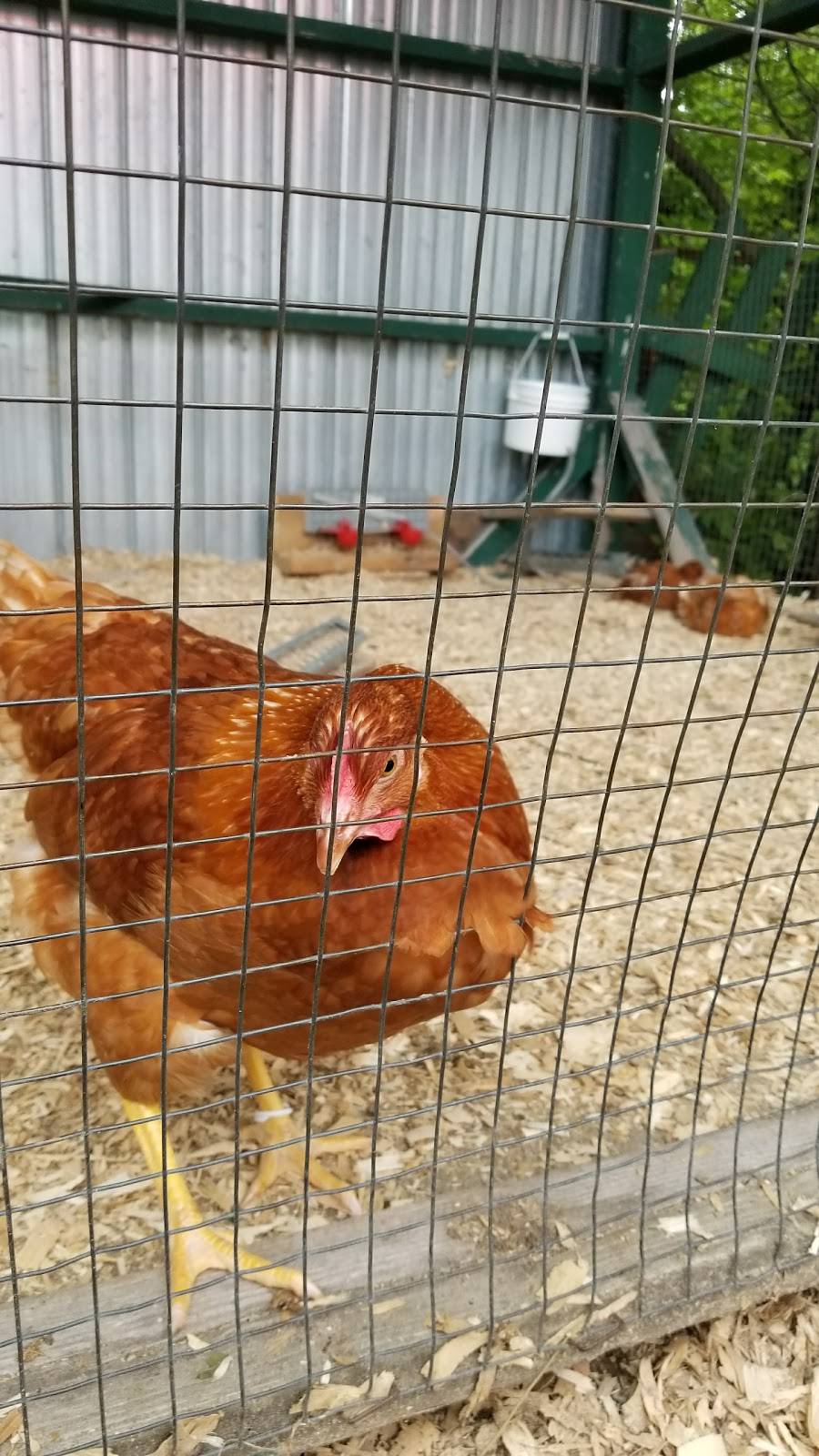 Restaurant La Belle Province | restaurant | 815 Boulevard de lAnge Gardien N, LAssomption, QC J5W 1P5, Canada | 4505895551 OR +1 450-589-5551