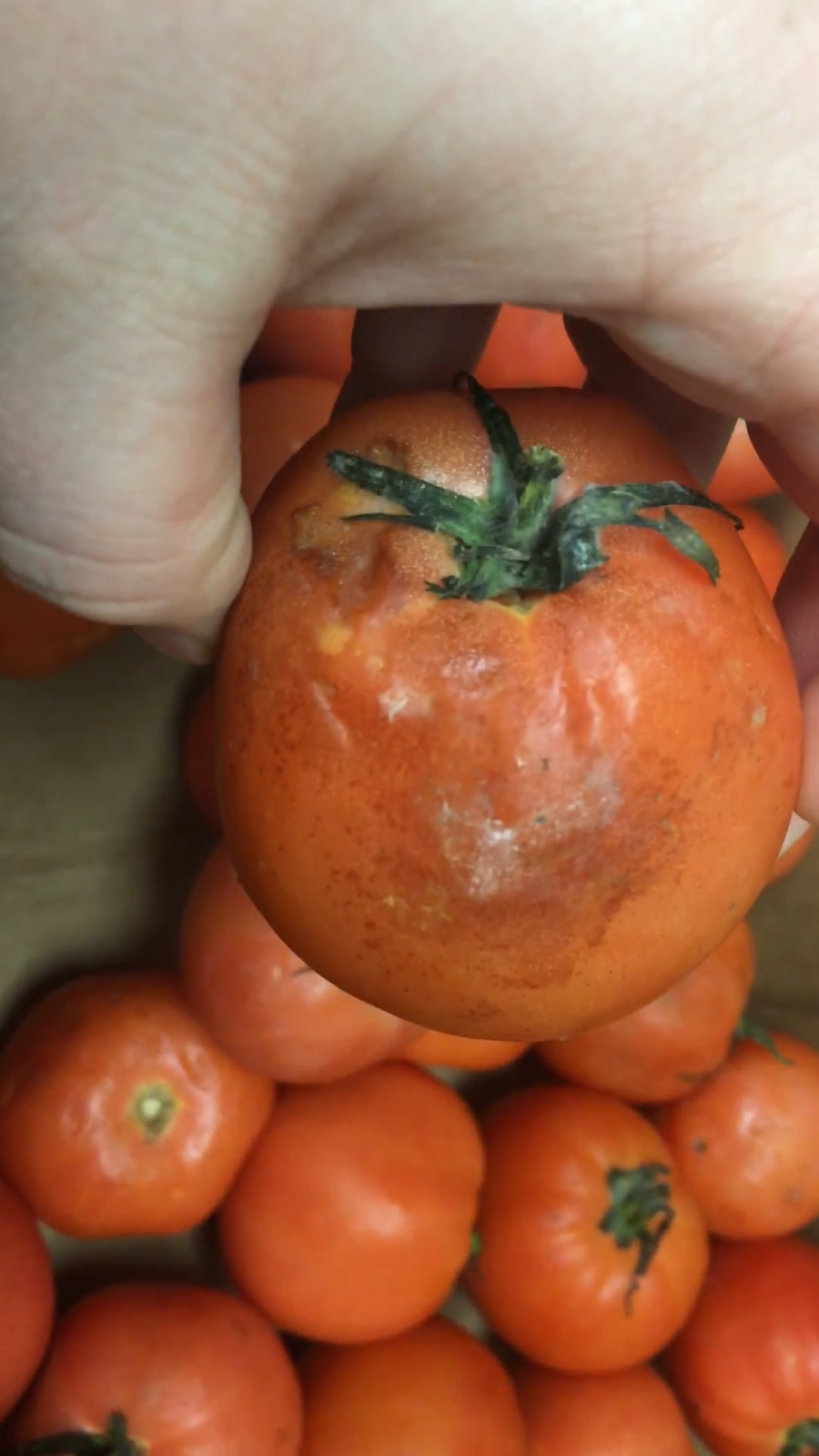 Subway Restaurants | restaurant | 103 S Main St, Highlands, TX 77562, USA | 2814265580 OR +1 281-426-5580