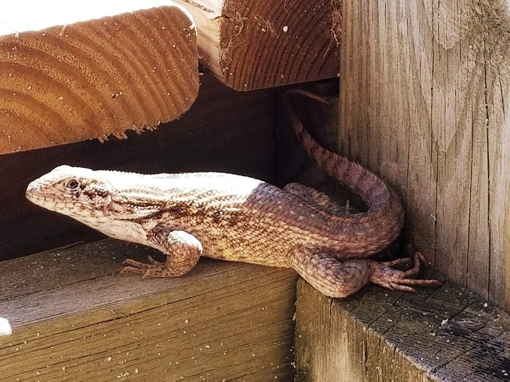 Dune Deck Café | cafe | 100 N Ocean Blvd, Lantana, FL 33462, USA | 5615820472 OR +1 561-582-0472