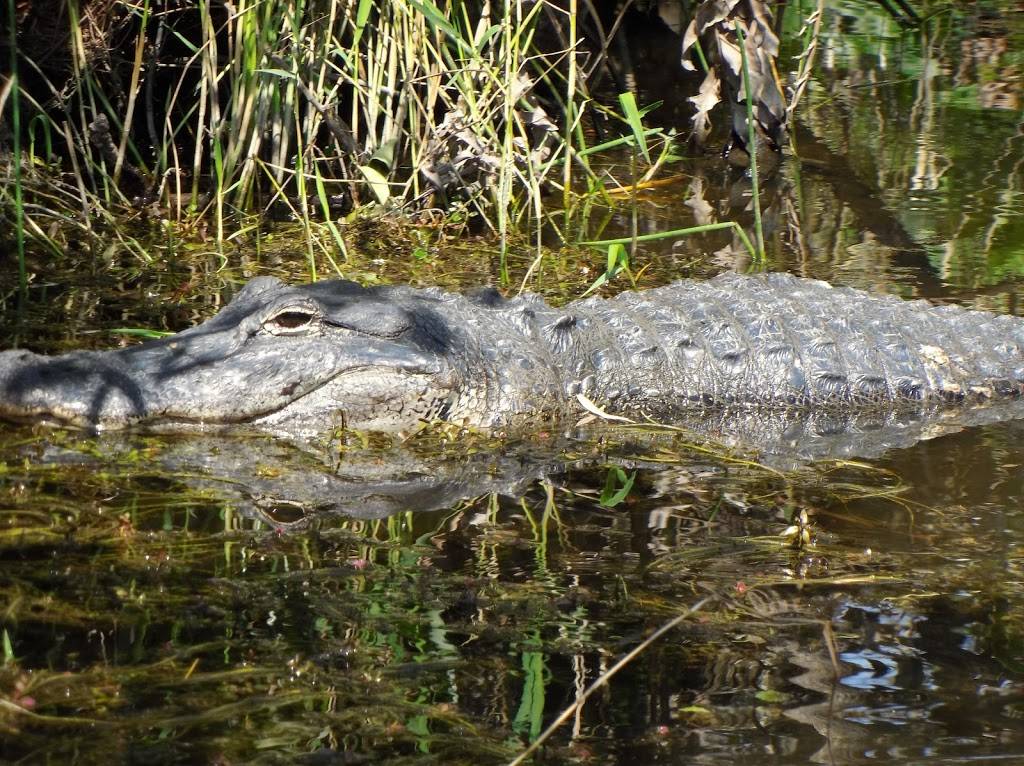 Coopertown The Original Airboat Tour | restaurant | 22700 SW 8th St, Miami, FL 33194, USA | 3052266048 OR +1 305-226-6048