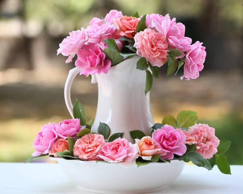 Napoletana Classic Italian | restaurant | 5540 Drake Rd, West Bloomfield Township, MI 48322, USA | 2487882500 OR +1 248-788-2500