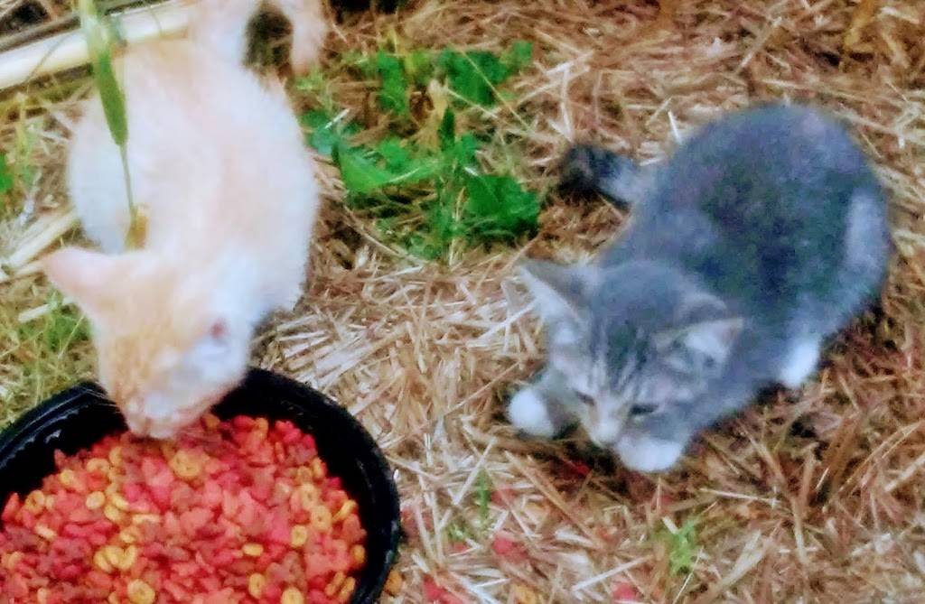 Waffle House | meal takeaway | 6207 Highway 221, US-221, Roebuck, SC 29376, USA | 8645872506 OR +1 864-587-2506