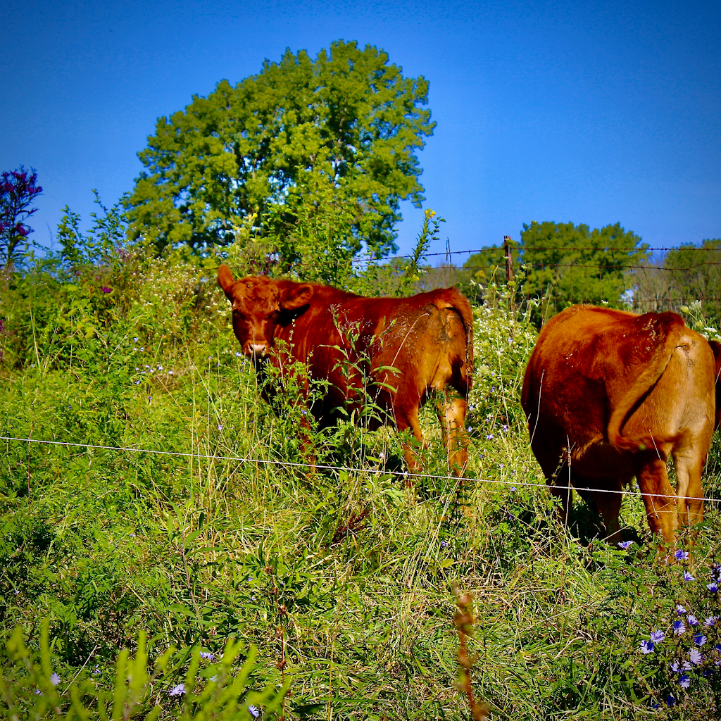 Tyner Pond Farm - Grass Fed Beef | restaurant | 90 West McClarnon This is our Farm Store in Town Call For Directions to Farm, Greenfield, IN 46140, USA | 3174777940 OR +1 317-477-7940