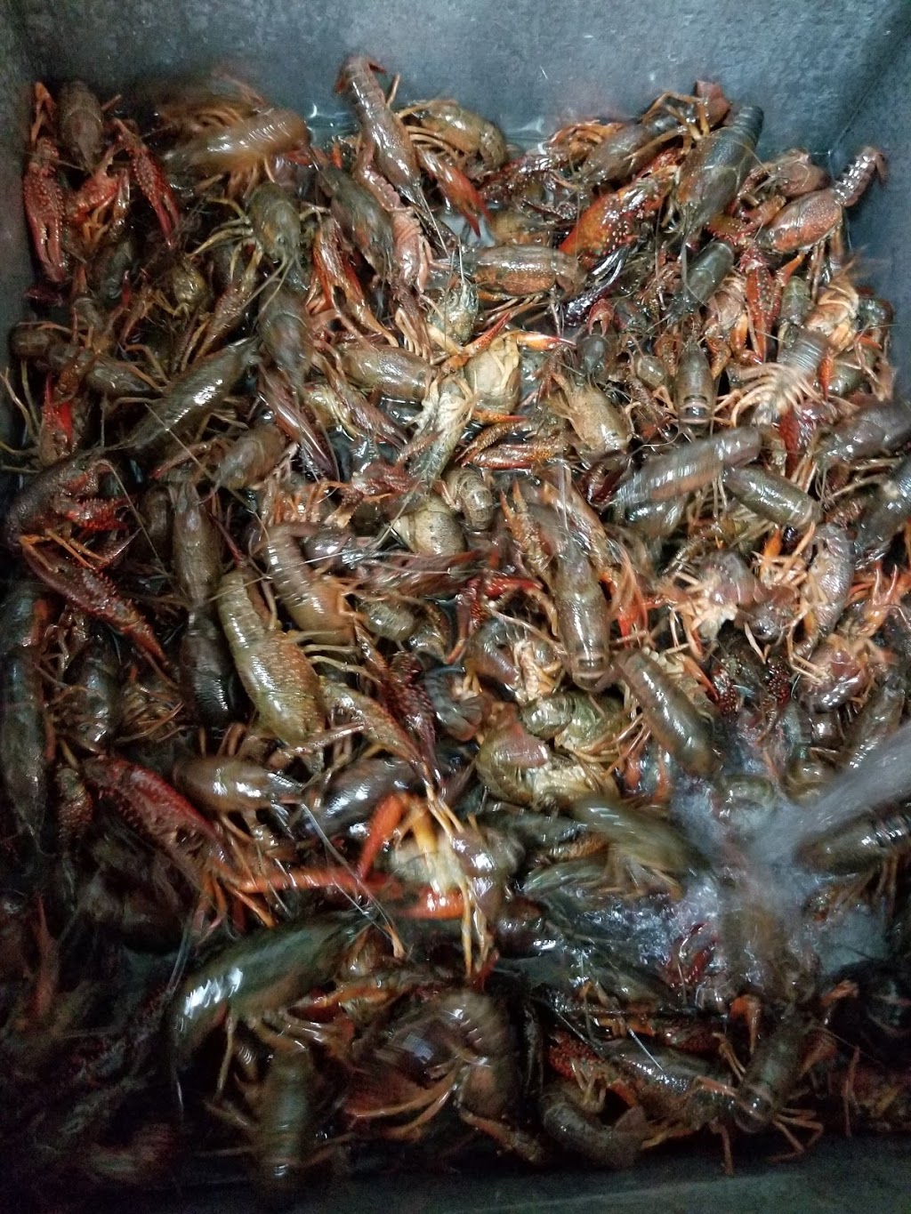 LA. Boiling Seafood Crab & Crawfish | restaurant | 1242 E Colonial Dr, Orlando, FL 32803, USA | 4078987770 OR +1 407-898-7770