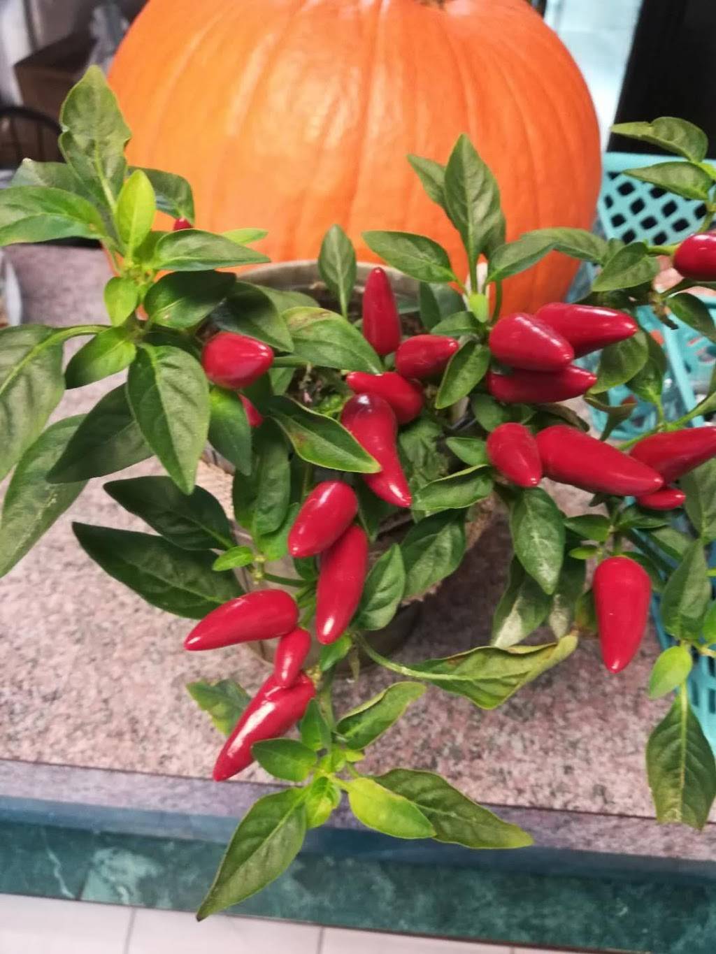 Springs Garden | restaurant | 1019 Main St, Avoca, PA 18641, USA | 5704573204 OR +1 570-457-3204