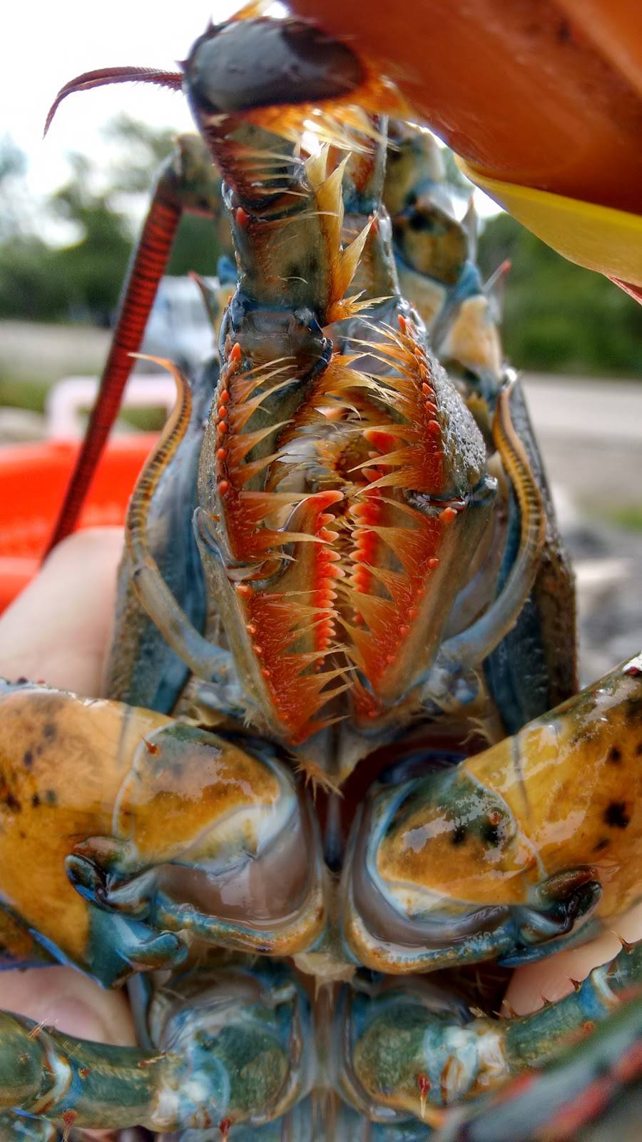 Rays Seafood | restaurant | 1677 Ocean Blvd, Rye, NH 03870, USA | 6034362280 OR +1 603-436-2280