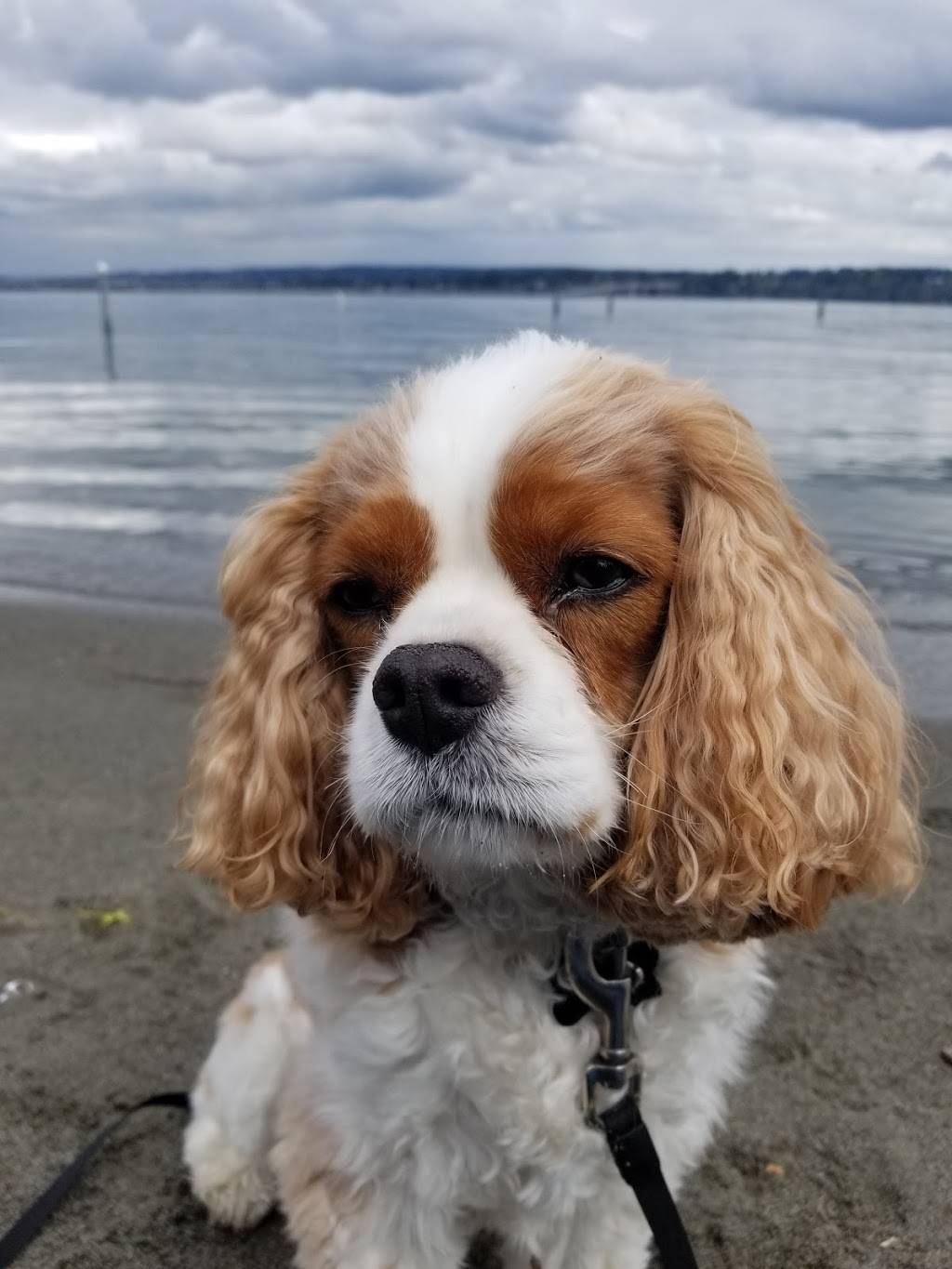 McGilvras Bar and Restaurant | restaurant | 4234 E Madison St, Seattle, WA 98112, USA | 2063250834 OR +1 206-325-0834