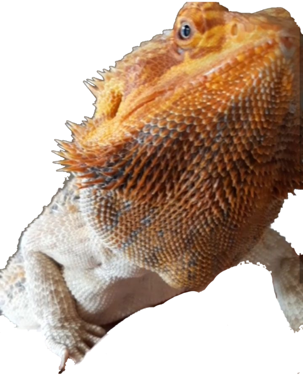 RESTAURANTE BOSQUE PRIMIGENIO | restaurant | Hollywood, FL 33020, USA | 8093526342 OR +1 809-352-6342