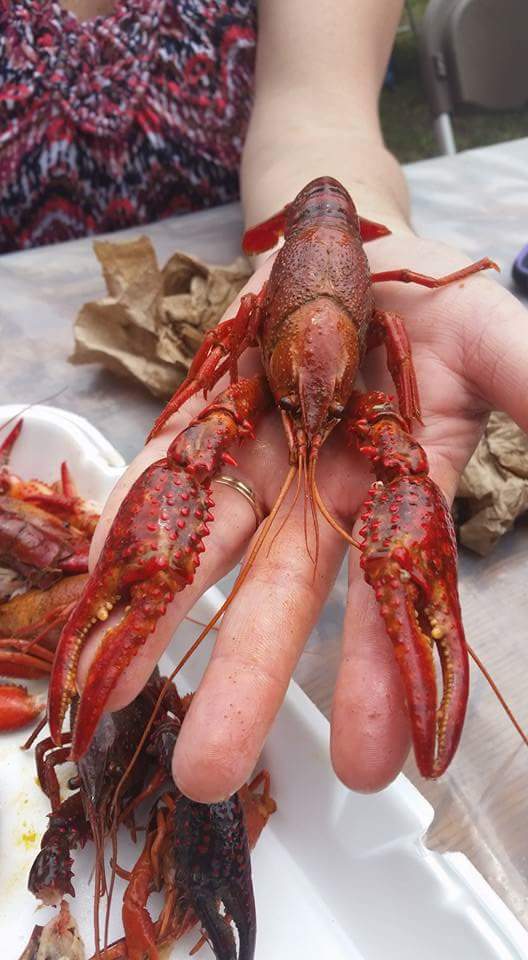 L&T Seafood Market | restaurant | 8710 Pensacola Blvd, Pensacola, FL 32534, USA | 8504947070 OR +1 850-494-7070