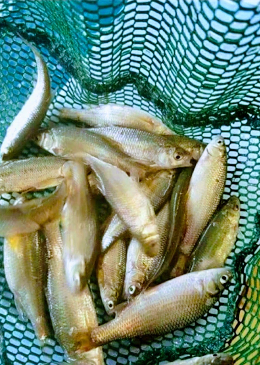 Bait Beer & Biscuits | restaurant | 3603 Awalt Rd, Tullahoma, TN 37388, USA | 9314097185 OR +1 931-409-7185