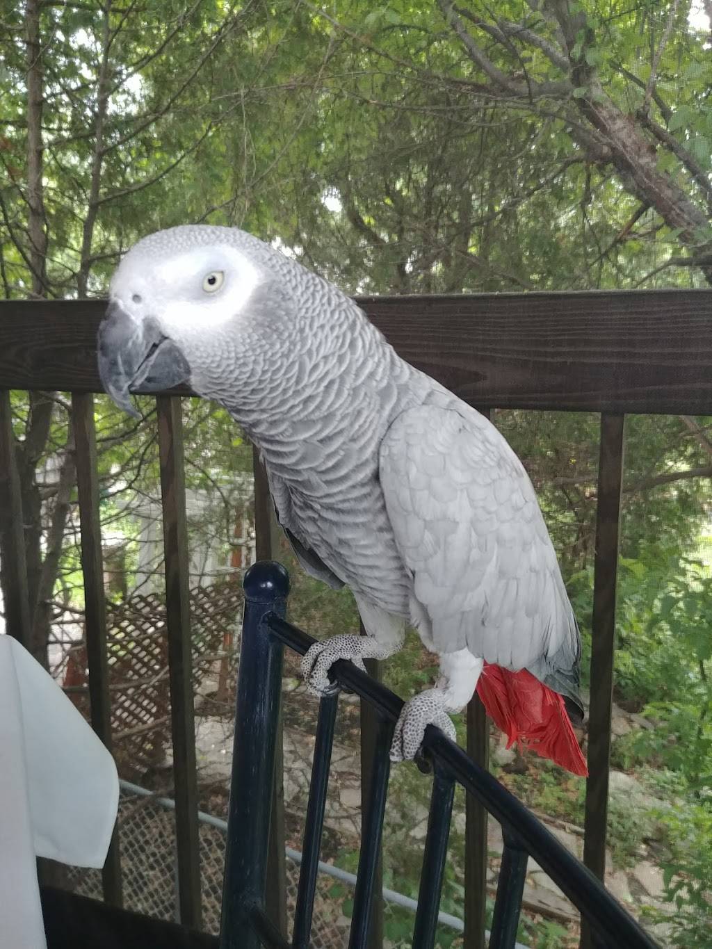 Restaurant Ristorante Piatti | restaurant | 2 Chemin de la Grande-Côte, Rosemère, QC J7A 1G8, Canada | 4504301380 OR +1 450-430-1380