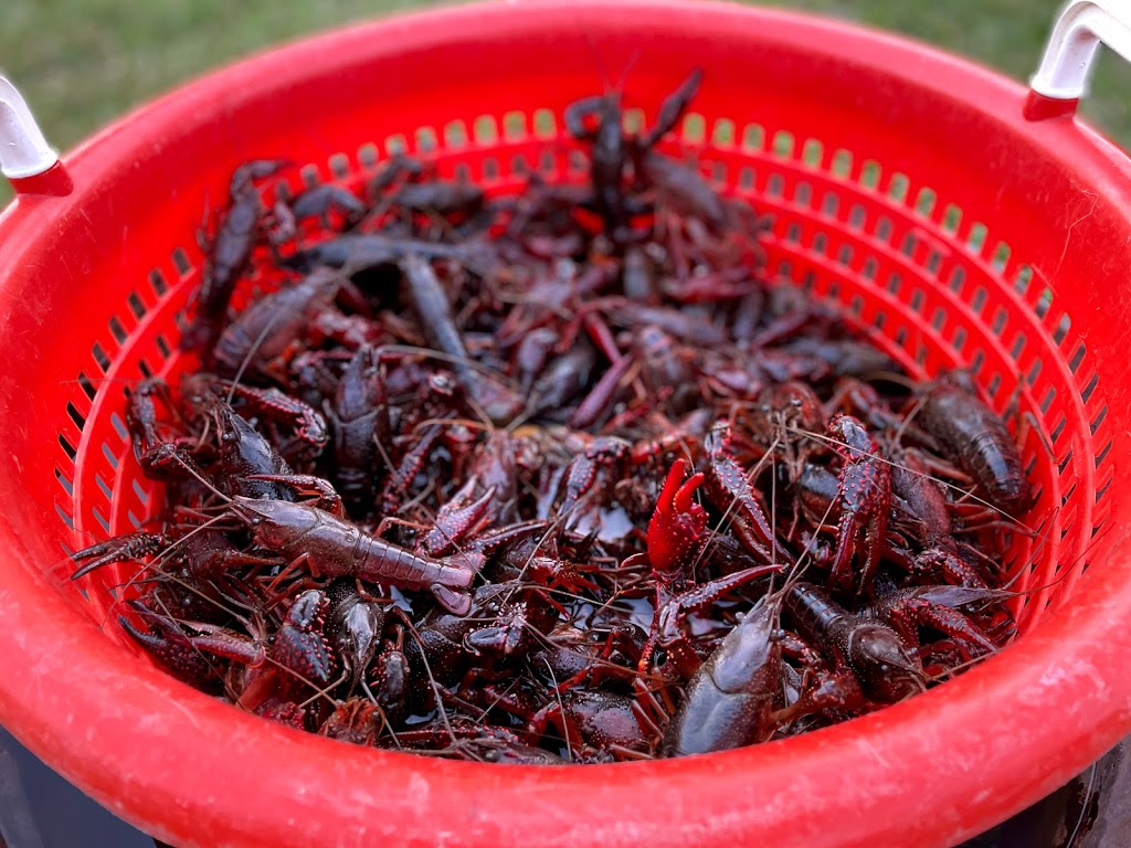 HotHeads Crawfish | restaurant | 910 Versailles Blvd, Alexandria, LA 71303, USA | 3186644884 OR +1 318-664-4884