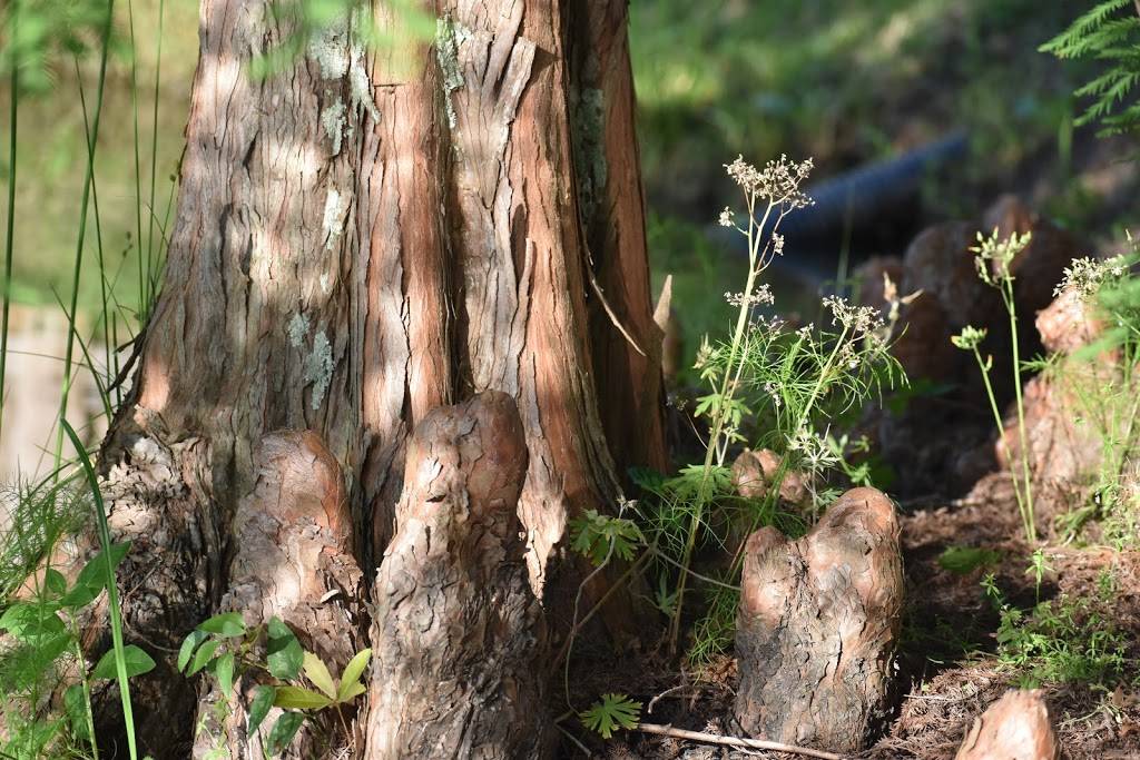 The Cypress Taphouse | restaurant | 6616 Rose Farm Rd, Ocean Springs, MS 39564, USA | 2286414616 OR +1 228-641-4616