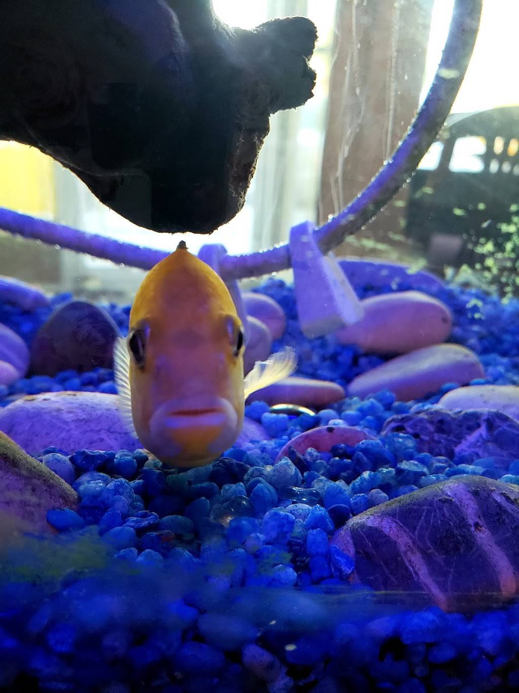 Thai Restaurant "The Taste of Thailand" | restaurant | 6361 Rue Sherbrooke E, Montréal, QC H1N 1C5, Canada | 5142527031 OR +1 514-252-7031