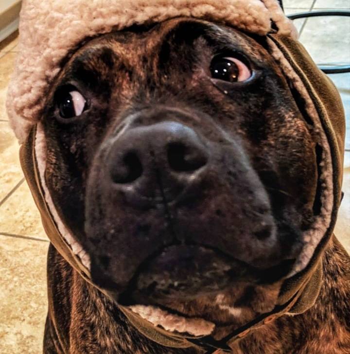 Burger King | restaurant | Crossroads Shopping Center, Westminster, MD 21157, USA | 4108712203 OR +1 410-871-2203