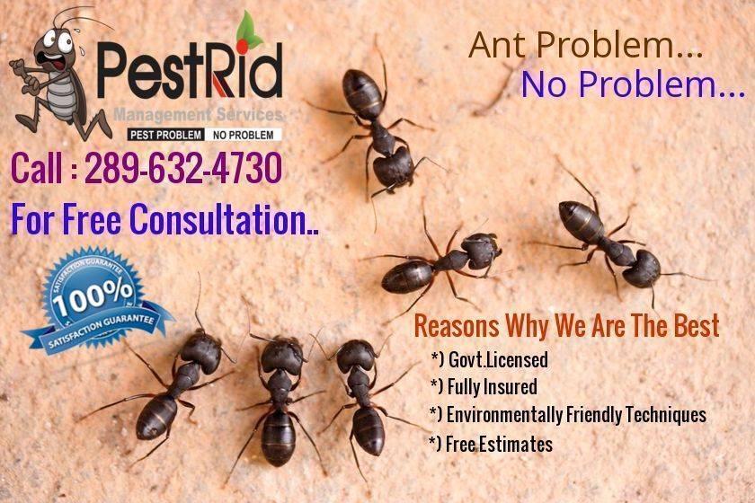PestRid Pest Control Services | restaurant | 16 Madison St, Brampton, ON L6S 3C5, Canada | 2898003355 OR +1 289-800-3355