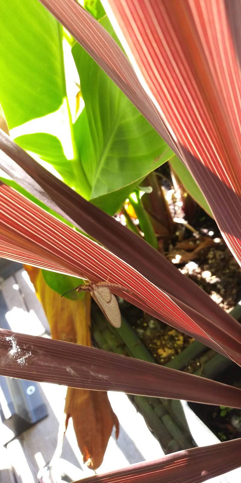 77 Sunset resto-pub | restaurant | 2560 Boulevard Saint-Joseph, Lachine, QC H8S 2N9, Canada | 5145383177 OR +1 514-538-3177