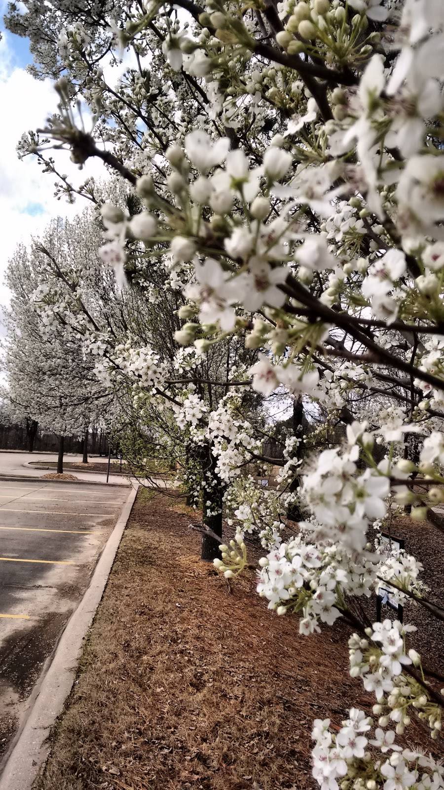 Little Caesars Pizza | meal takeaway | 1731 W Kingshighway, Paragould, AR 72450, USA | 8702150694 OR +1 870-215-0694