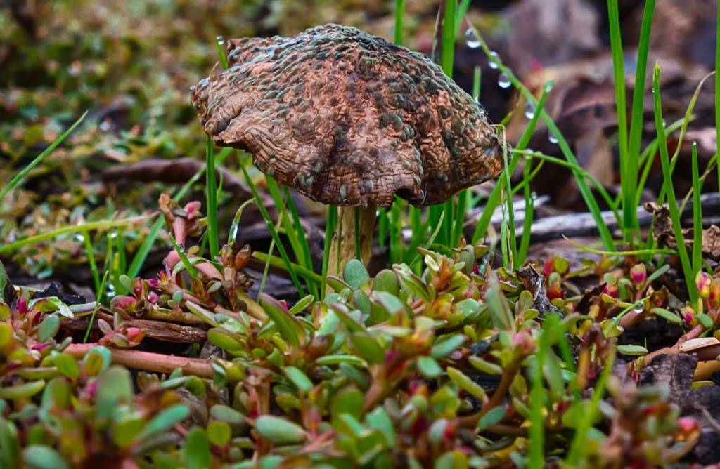 Copper Skillet Courtyard | restaurant | 811 Ferry St, Martinez, CA 94553, USA | 9252283457 OR +1 925-228-3457