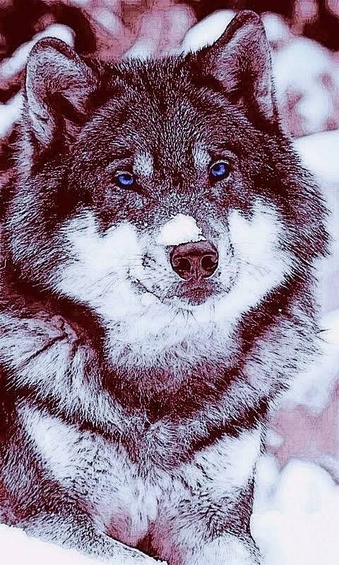 Red Rose Halal Meat | restaurant | 462 Birchmount Rd, Scarborough, ON M1K 1N8, Canada | 4164776918 OR +1 416-477-6918