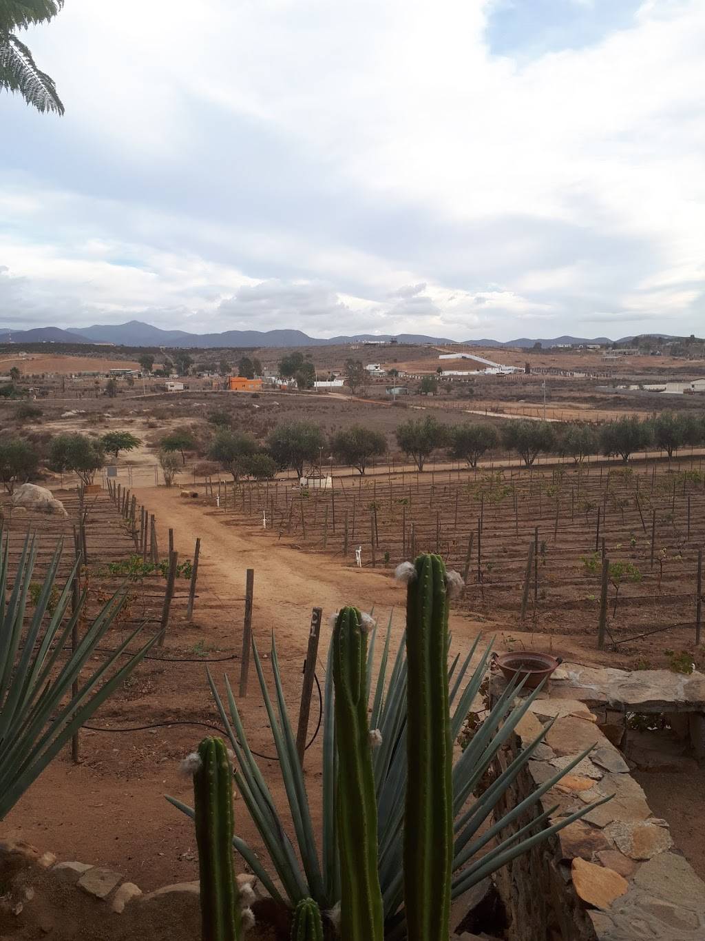 Koipai cocina | restaurant | Carretera El Tigre Km.13.5 Rancho San Marcos Poblado, El Porvenir, B.C., Mexico | 016461758622 OR +52 646 175 8622