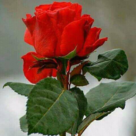 Las Palmas Pupuseria | restaurant | Los Angeles, CA 90001, USA | 3235860846 OR +1 323-586-0846