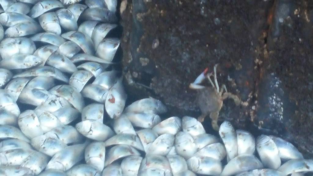 Shore Casino | restaurant | 1 Simon Lake Dr, Atlantic Highlands, NJ 07716, USA | 7322914300 OR +1 732-291-4300