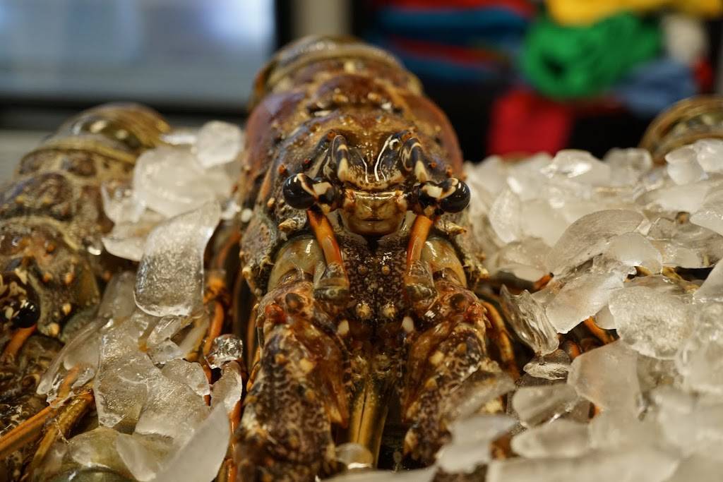 Key Largo Fisheries Backyard Cafe | cafe | 1313 Ocean Bay Dr suite a, Key Largo, FL 33037, USA | 3054513784 OR +1 305-451-3784