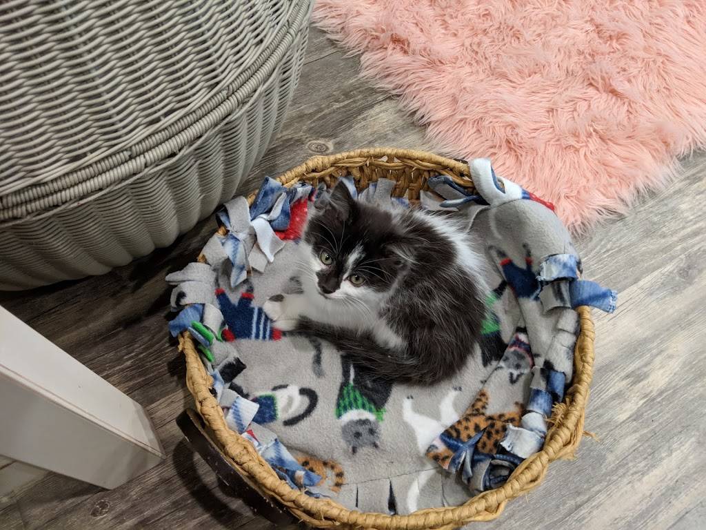 Purrfect Day Cat Cafe | restaurant | 1741 Bardstown Rd, Louisville, KY 40205, USA | 5029165051 OR +1 502-916-5051